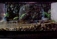 15fishtank.jpg